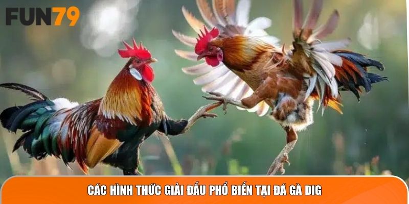 Các hình thức giải đấu phổ biến tại Đá Gà DIG
