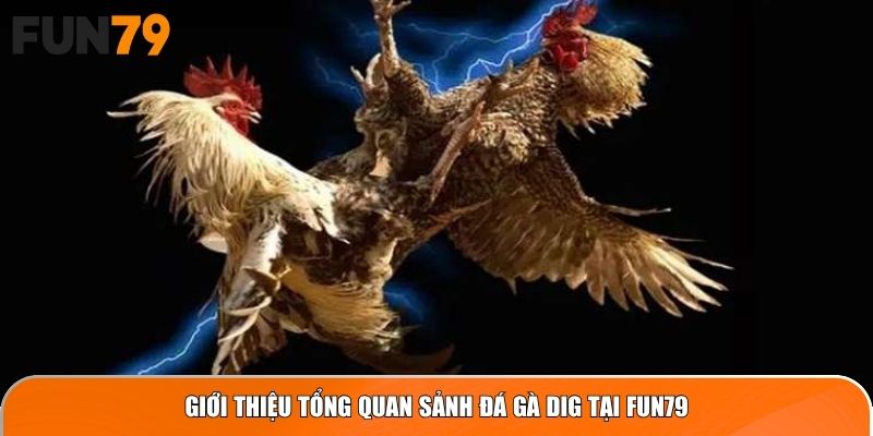 Giới thiệu tổng quan sảnh Đá Gà DIG tại Fun79